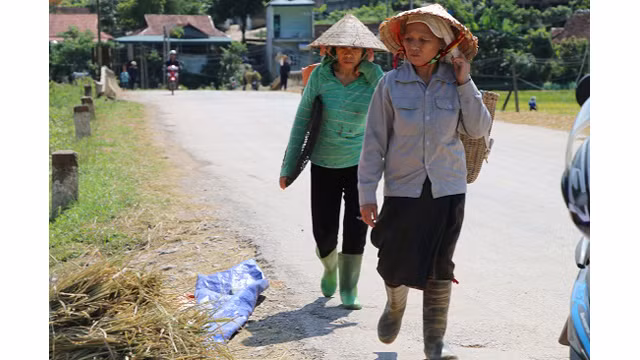 Saison de récolte du riz dans l'un des plus grands champs de rizières de la région du Nord-Ouest ảnh 11
