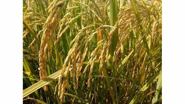 Saison de récolte du riz dans l'un des plus grands champs de rizières de la région du Nord-Ouest ảnh 9