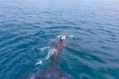 Des baleines géantes ont été aperçues près des côtes de Mui Ne et Lien Huong, dans la province de Lam Dong. Photo : VNA.