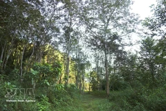 Jardin botanique extérieur de Pu Huong. Photo : VNA.
