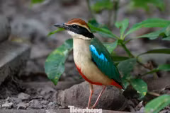 Le Fairy Pitta compte parmi les oiseaux migrateurs les plus rares jamais observés au Vietnam.