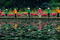 Ninh Binh séduit les visiteurs avec ses saisons florales patrimoniales. Photo : laodong.