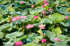 Lotos du lac de l’Ouest (Ho Tay). Photo : Vietnamplus
