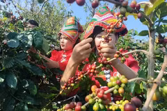La transition verte ouvre la voie à un développement durable de l’agriculture de Son La