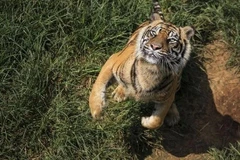 Photo d'illustration/CNN Indonesia