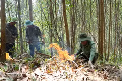 Le brûlage des sous-bois contribue à réduire le risque d'incendies de forêt pendant la période de sécheresse la plus intense. Photo : Tuan Anh – VNA.