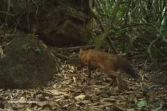 Première réapparition du dhole en milieu naturel depuis plus de 20 ans au Vietnam. Photo: VNA
