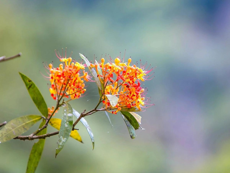 C'est un arbre tropical de forme pyramidale, à feuillage dense, pouvant atteindre une hauteur d'environ 10 mètres. Ses feuilles sont pennées avec des folioles d'un vert brillant à bords ondulés, longues et étroites d'environ 20 cm de long. Il fleurit en avril et mai. Les fleurs orange, très odorantes, possèdent de longues étamines rouge foncé. Elles sont groupées en grappes arrondies. Photo : VOV
