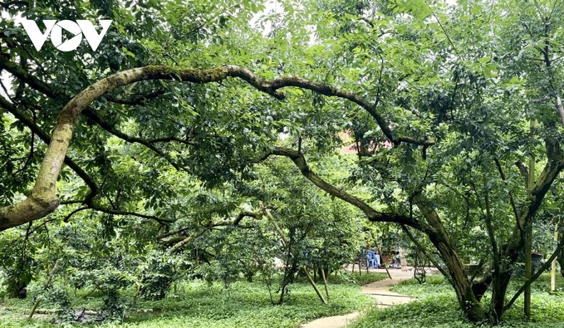 Le district de Môc Châu compte, à ce jour, plus de 3 500 ha de pruniers, ce qui en fait la plus grande zone de culture du pays, avec une production estimée à environ 28 000 tonnes par an. Photo: VOV. Le district de Môc Châu compte, à ce jour, plus de 3 500 ha de pruniers, ce qui en fait la plus grande zone de culture du pays, avec une production estimée à environ 28 000 tonnes par an. Photo: VOV.