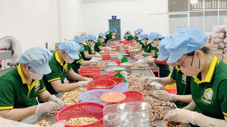Transformation des noix de cajou dans une usine de Binh Phuoc. Photo: NDEL.