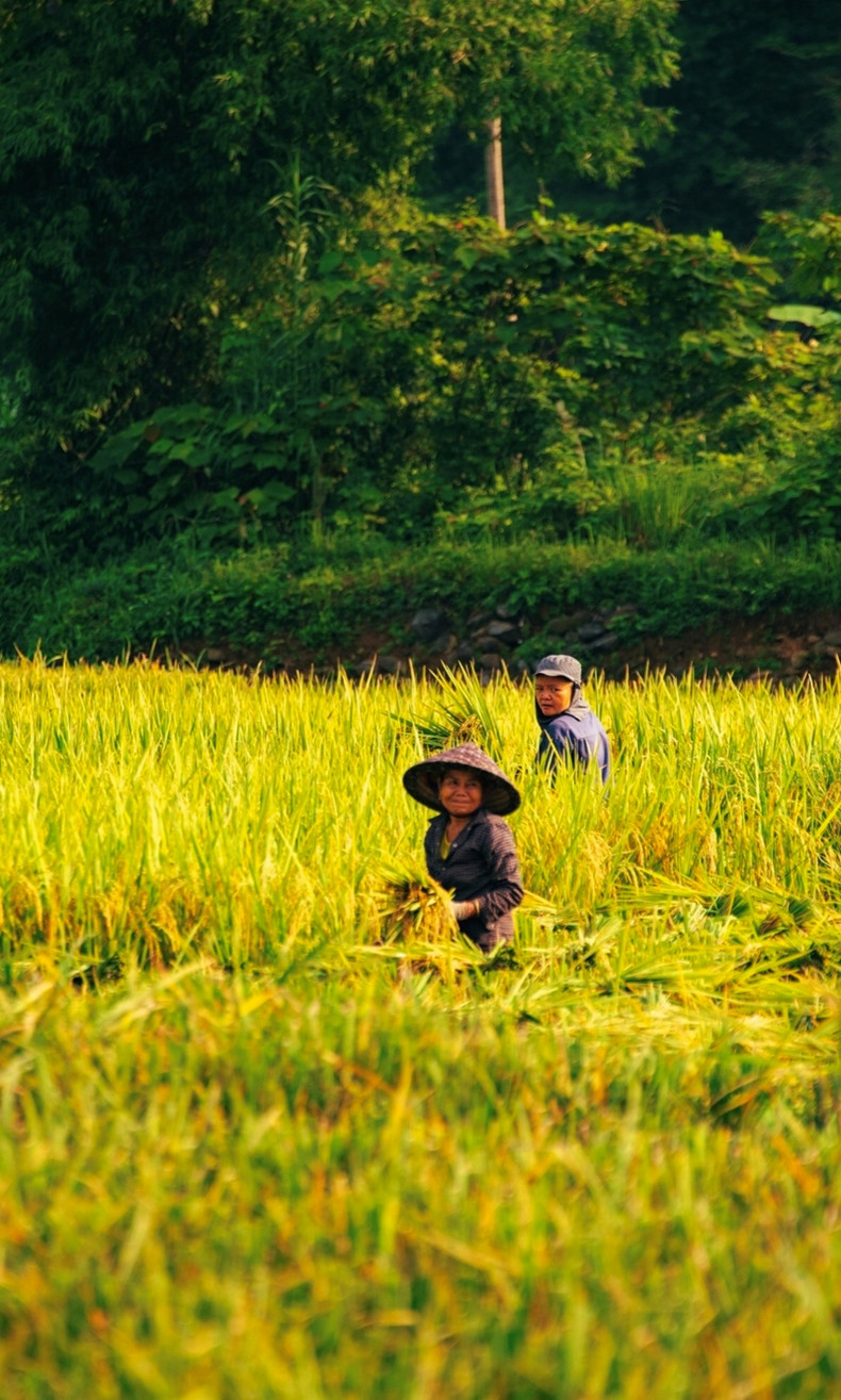 Les visiteurs peuvent découvrir la récolte du riz avec les gens.