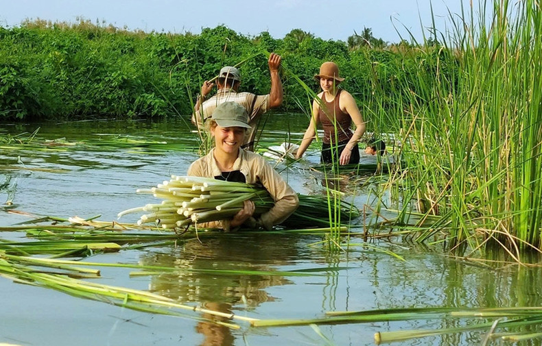 Touristes étrangers récoltant du bon bon, une célèbre spécialité de Ca Mau, en été 2024. Photo : Vietnamnet. Touristes étrangers récoltant du bon bon, une célèbre spécialité de Ca Mau, en été 2024. Photo : Vietnamnet.