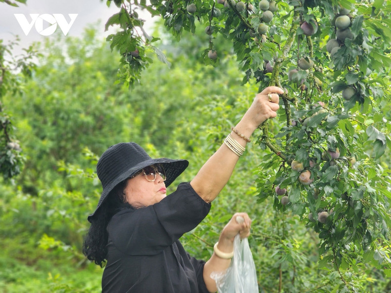 Outre la vente en gros, plusieurs vergers de pruniers proposent aussi du tourisme communautaire. Les visiteurs sont invités à venir cueillir directement les prunes avec la population locale. Photo: VOV. Outre la vente en gros, plusieurs vergers de pruniers proposent aussi du tourisme communautaire. Les visiteurs sont invités à venir cueillir directement les prunes avec la population locale. Photo: VOV.