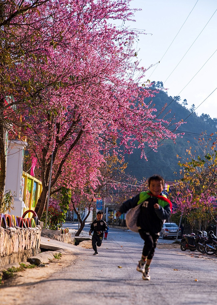 Les rangées de cerisiers des deux côtés de la route menant au jardin d'enfants Lung Cu sont également en fleurs. Photo : Nguyên Sy Duc. Les rangées de cerisiers des deux côtés de la route menant au jardin d'enfants Lung Cu sont également en fleurs. Photo : Nguyên Sy Duc.