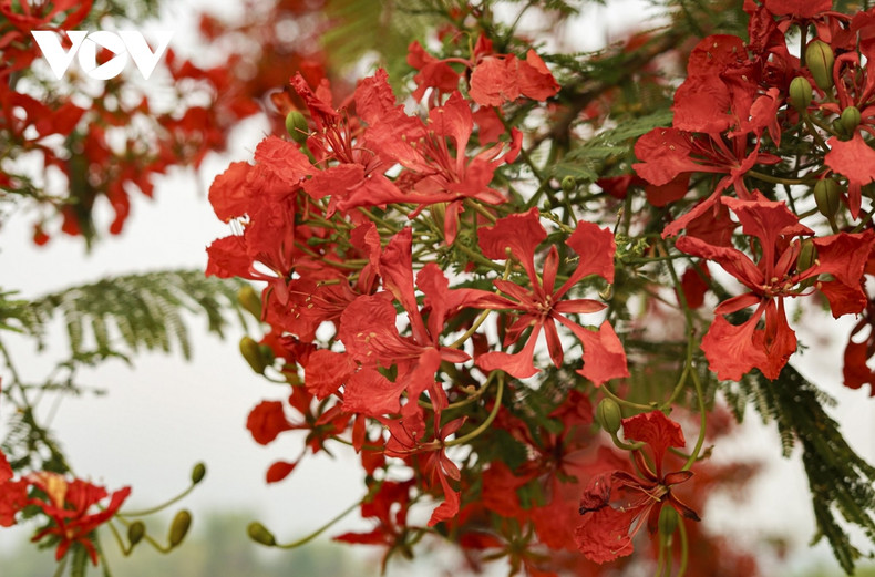 En ce mois de mai, le vestige de la colline A1 se pare du rouge vif des fleurs de flamboyants. Photo: VOV. En ce mois de mai, le vestige de la colline A1 se pare du rouge vif des fleurs de flamboyants. Photo: VOV.