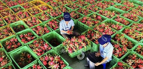 Traitement préliminaire du fruit du dragon pour l'emballage d'exportation à Binh Thuan. Photo : VNA. Traitement préliminaire du fruit du dragon pour l'emballage d'exportation à Binh Thuan. Photo : VNA.