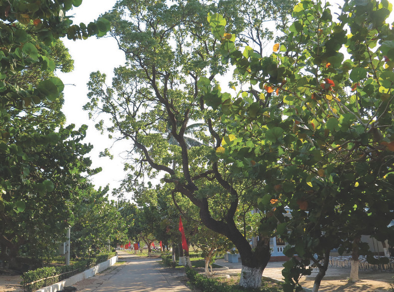Les arbres à Truong Sa créent non seulement de beaux paysages, de l’ombre, régulent le climat mais jouent également un rôle de protection contre les vents et les tempêtes, contribuant au renforcement des capacités défensives des soldats et habitants pour protéger la nation.