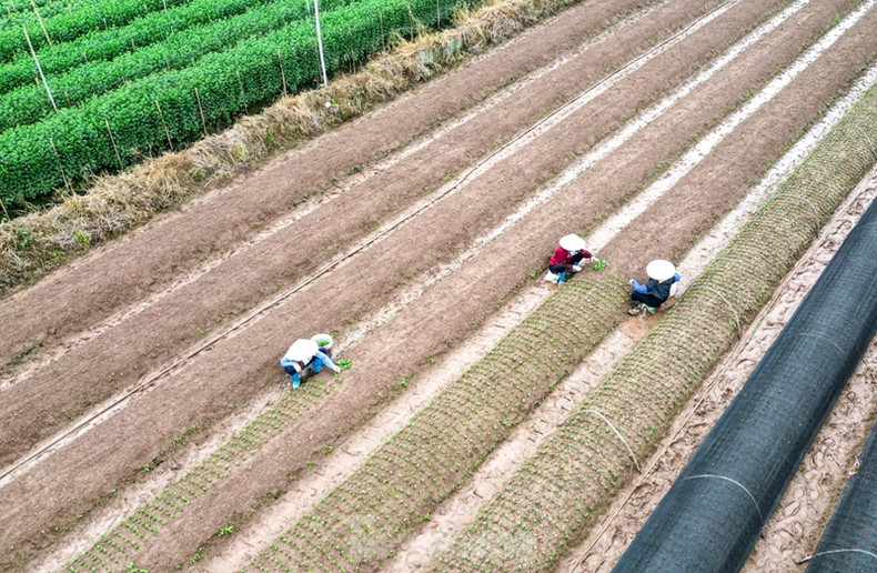 Le village de Tây Tuu fournit une grande quantité de fleurs fraîches pour le Têt dans toute la région du nord. Le village de Tây Tuu fournit une grande quantité de fleurs fraîches pour le Têt dans toute la région du nord.