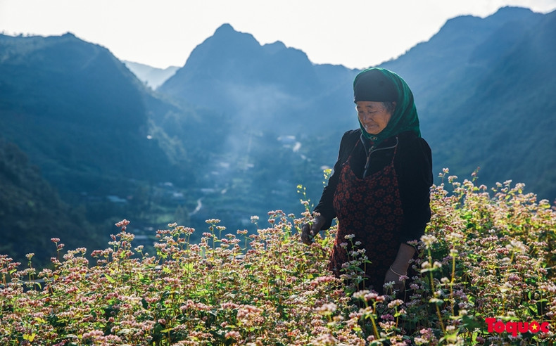 La saison du festival des fleurs de sarrasin est également l'occasion pour les touristes de découvrir la culture locale de la terre de Ha Giang. La saison du festival des fleurs de sarrasin est également l'occasion pour les touristes de découvrir la culture locale de la terre de Ha Giang.