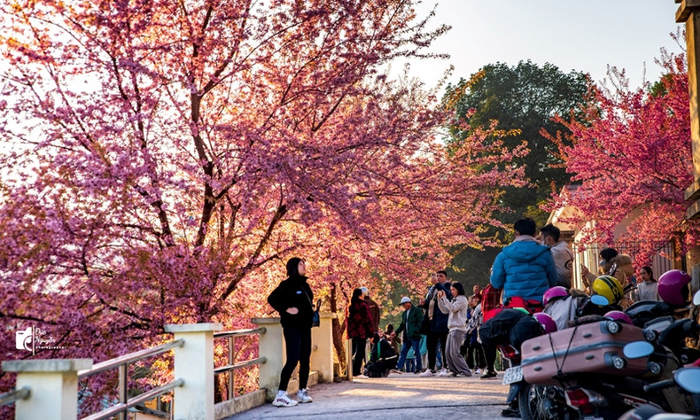 L’endroit le plus attrayant du district de Dông Van ces jours-ci est le poste de garde-frontière de Lung Cu où une dizaine de cerisiers sont en pleine floraison. Les fleurs rose vif sous le soleil attirent de nombreux touristes amateurs de photos. Photo : Nguyên Sy Duc. L’endroit le plus attrayant du district de Dông Van ces jours-ci est le poste de garde-frontière de Lung Cu où une dizaine de cerisiers sont en pleine floraison. Les fleurs rose vif sous le soleil attirent de nombreux touristes amateurs de photos. Photo : Nguyên Sy Duc.