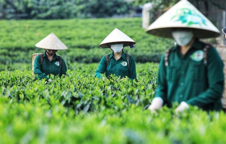 À Thai Nguyen, la province en tête du pays en termes de production et de culture du thé, des modèles de tourisme communautaire ont été mis en place dans les régions de thé connues comme Tan Cuong, La Bang et Khe Coc. À Thai Nguyen, la province en tête du pays en termes de production et de culture du thé, des modèles de tourisme communautaire ont été mis en place dans les régions de thé connues comme Tan Cuong, La Bang et Khe Coc.