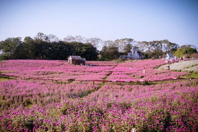 Les fleurs violettes expriment la douceur et la délicatesse.