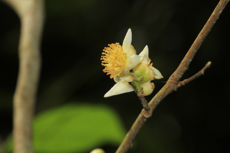 Le théier (Camellia sinensis), appelé parfois simplement thé, est une espèce de plantes à fleurs de la famille des Théacées. C'est un arbuste originaire d'Extrême-Orient.