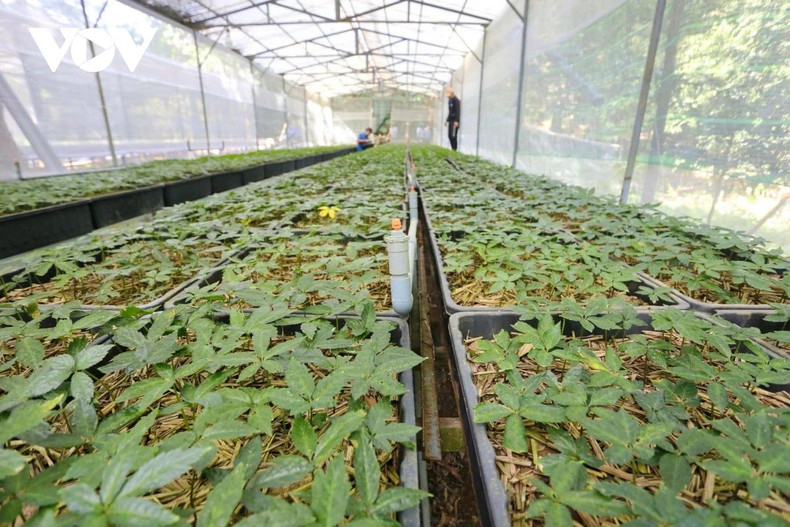 La province de Quang Nam se concentre sur la préservation des ressources génétiques du ginseng Ngoc Linh. Photo : VOV. La province de Quang Nam se concentre sur la préservation des ressources génétiques du ginseng Ngoc Linh. Photo : VOV.