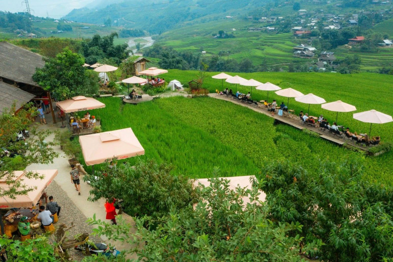 Pour voir le riz vert de plus près, les touristes aiment séjourner dans des familles d'accueil ou aller dans des cafés offrant des vues imprenables. Les gens peuvent toucher cette couleur verte luxuriante, respirer le parfum du jeune riz, siroter une tasse de café et profiter de la beauté de Sa Pa. Photo : TNO.