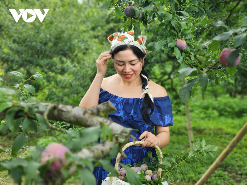 Les jardins de pruniers vieux de près de 30 ans créent des scènes magnifiques pour ceux qui aiment prendre des photos. Photo: VOV. Les jardins de pruniers vieux de près de 30 ans créent des scènes magnifiques pour ceux qui aiment prendre des photos. Photo: VOV.