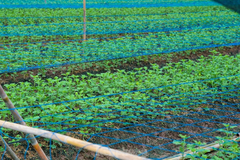 Prendre soin des fleurs nécessite un souci du détail méticuleux associé à une grande habileté. Prendre soin des fleurs nécessite un souci du détail méticuleux associé à une grande habileté.