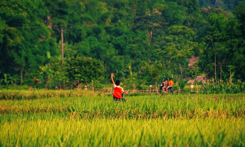 Les enfants jouent dans les champs en respirant le parfum du riz mûr.