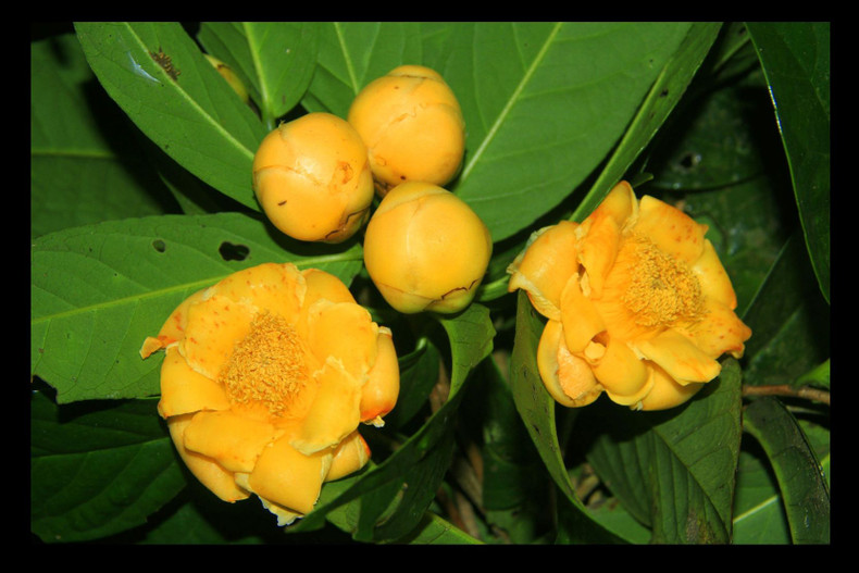 Camellia bugiamapensis