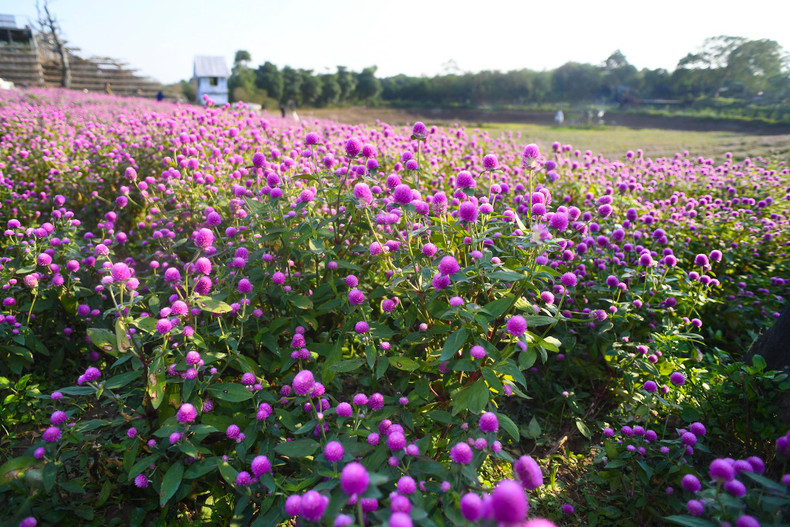 Les amarantines globuleuses commencent à fleurir à la fin du mois de décembre, à l’approche des jours froids de l’hiver dans le Nord, et faneront vers la fin du mois de mars chaque année. On doit profiter de cette saison pour prendre de jolies photos.