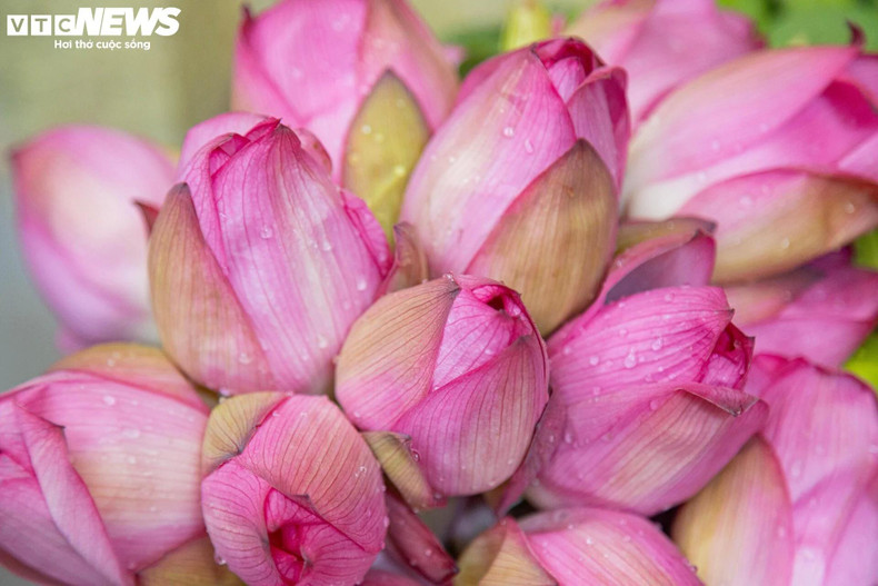 Le lotus Bach Diep est une variété de lotus célèbre de la capitale qui se distingue par sa fleur légère, grande et parfumée. Le lotus Bach Diep est une variété de lotus célèbre de la capitale qui se distingue par sa fleur légère, grande et parfumée.