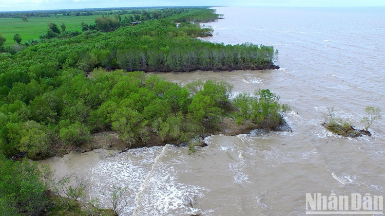 Au cours des 10 dernières années, la province de Ca Mau a été gravement touchée par l'érosion, qui a causé des dommages importants à ses forêts de mangroves. Photo : NDEL Au cours des 10 dernières années, la province de Ca Mau a été gravement touchée par l'érosion, qui a causé des dommages importants à ses forêts de mangroves. Photo : NDEL