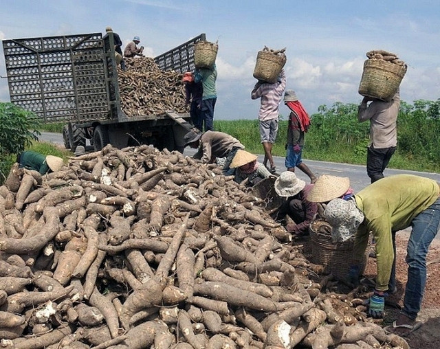 Au cours des cinq premiers mois de l’année, les exportations vietnamiennes de manioc et de produits à base de manioc ont atteint 1,24 million de tonnes, pour une valeur de 562,06 millions de dollars, soit une baisse de 8,4 % en volume, mais une augmentation de 6,4 % en valeur en glissement annuel. Photo; congthuong.vn Au cours des cinq premiers mois de l’année, les exportations vietnamiennes de manioc et de produits à base de manioc ont atteint 1,24 million de tonnes, pour une valeur de 562,06 millions de dollars, soit une baisse de 8,4 % en volume, mais une augmentation de 6,4 % en valeur en glissement annuel. Photo; congthuong.vn