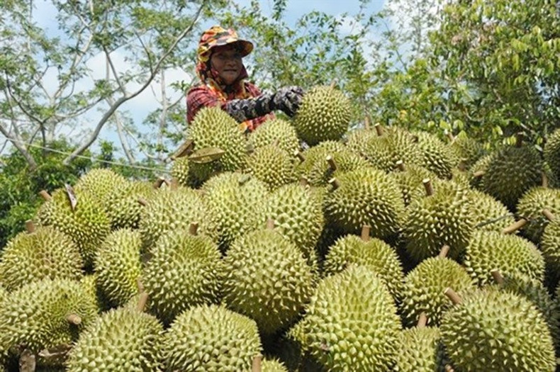Les produits agricoles vietnamiens sont également de plus en plus exportés et vendus sur le marché chinois", a déclaré le professeur Xu Li Ping. Photo: tapchitaichinh.