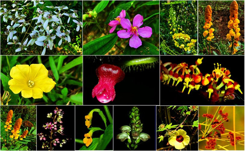 L’observation de la flore figure parmi les expériences les plus exaltantes qui soient offertes dans le parc national de Bù Gia Mâp.