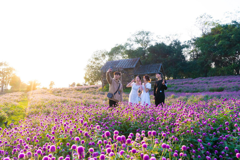 Les jeunes affluent vers ce champ pour contempler des fleurs et prendre des photos.