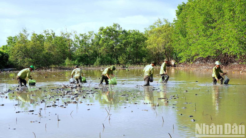Les gardes forestiers de la province de Ca Mau participent à la plantation de forêts de mangroves dans les zones côtières. Photo : NDEL Les gardes forestiers de la province de Ca Mau participent à la plantation de forêts de mangroves dans les zones côtières. Photo : NDEL