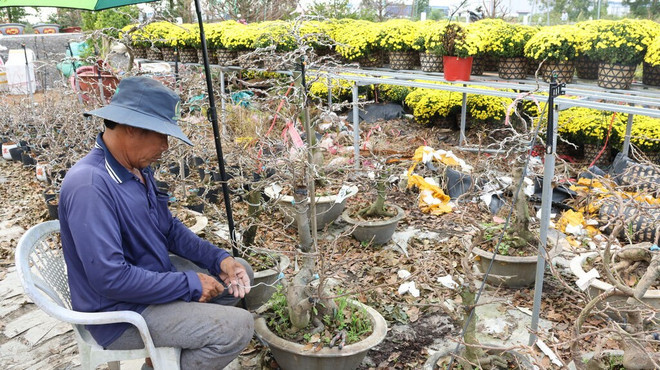 L&apos;horticulteur Huu Duc enfile des files métalliques pour façonner des abricotiers sous forme de bonsaïs. Photo : CVN.