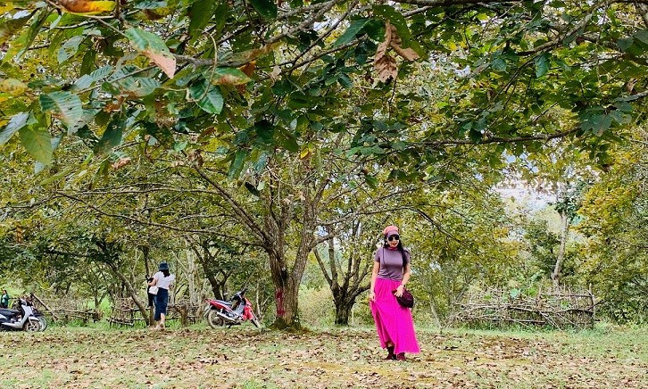 À Trùng Khanh, chaque saison a sa propre beauté. Mais en automne, les rizières dorées contrastant avec les forêts de châtaigniers rendent Trùng Khanh encore plus belle. Les visiteurs peuvent prendre des photos dans les jardins de châtaigniers. À Trùng Khanh, chaque saison a sa propre beauté. Mais en automne, les rizières dorées contrastant avec les forêts de châtaigniers rendent Trùng Khanh encore plus belle. Les visiteurs peuvent prendre des photos dans les jardins de châtaigniers.