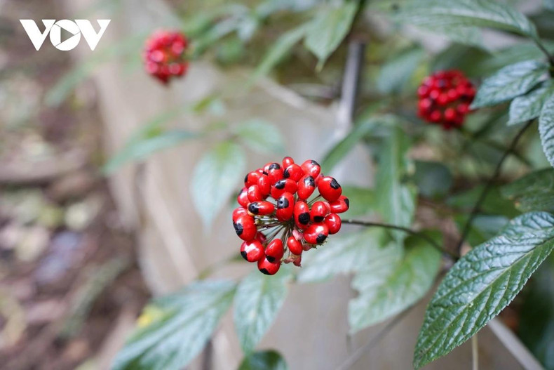 Parmi les 5 meilleurs ginsengs au monde, le ginseng Ngoc Linh se trouve en tête car il contient jusqu'à 52 composés de saponine. Photo : VOV. Parmi les 5 meilleurs ginsengs au monde, le ginseng Ngoc Linh se trouve en tête car il contient jusqu'à 52 composés de saponine. Photo : VOV.