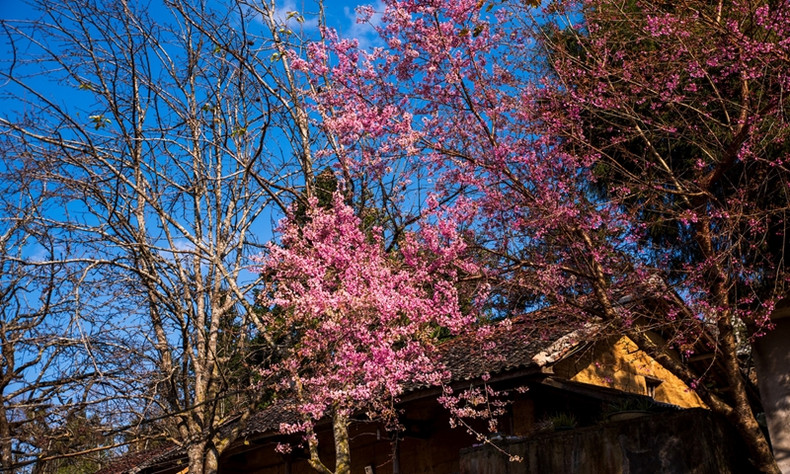 La couleur rose des fleurs de cerisier à côté des anciennes maisons est typique de la beauté hivernale d’Hà Giang. Les visiteurs peuvent découvrir cette scène en venant au village de Then Pa, commune de Lung Cu (dans la photo) ou au manoir de la famille Vuong, dans la commune de Sa Phin, également dans le district de Dông Van. Photo : Nguyên Sy Duc. La couleur rose des fleurs de cerisier à côté des anciennes maisons est typique de la beauté hivernale d’Hà Giang. Les visiteurs peuvent découvrir cette scène en venant au village de Then Pa, commune de Lung Cu (dans la photo) ou au manoir de la famille Vuong, dans la commune de Sa Phin, également dans le district de Dông Van. Photo : Nguyên Sy Duc.