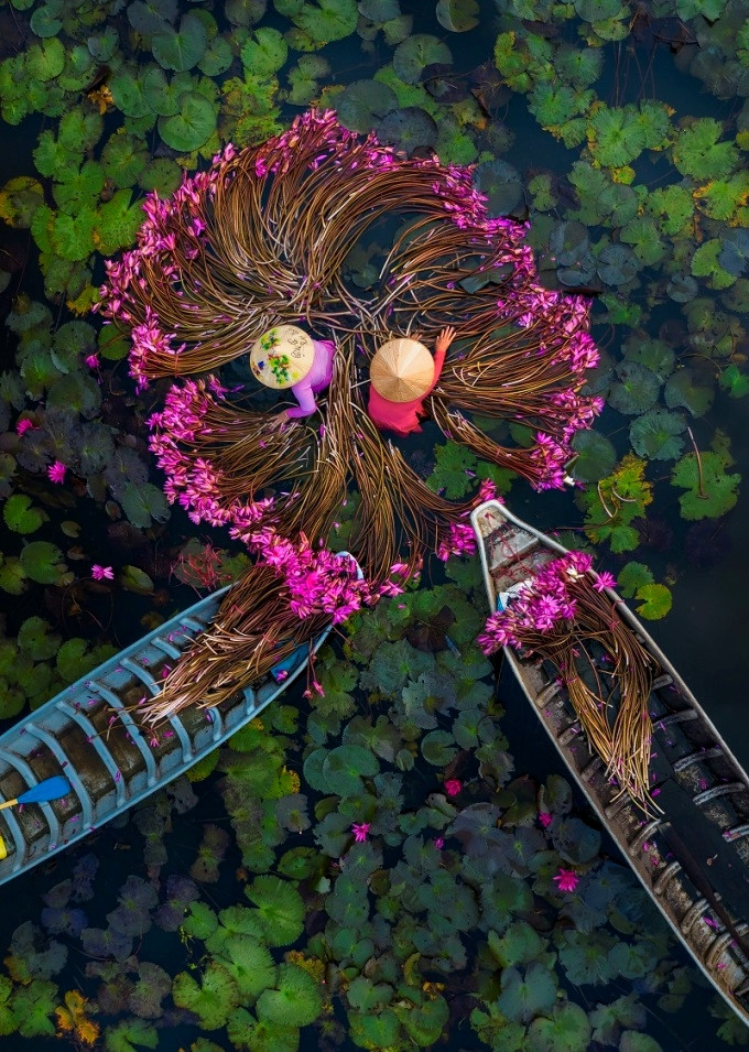 La récolte de ces nénuphars doux et romantiques au Vietnam a longtemps été saluée comme un spectacle à ne pas manquer, attirant les photographes et les visiteurs du monde entier pour s'imprégner des scènes harmonieuses créées par les magnifiques plantes aquatiques – un emblème du Mékong – qui sont cueillies par les travailleurs locaux. La photo de Khanh Phan a été publiée sur CGTN.