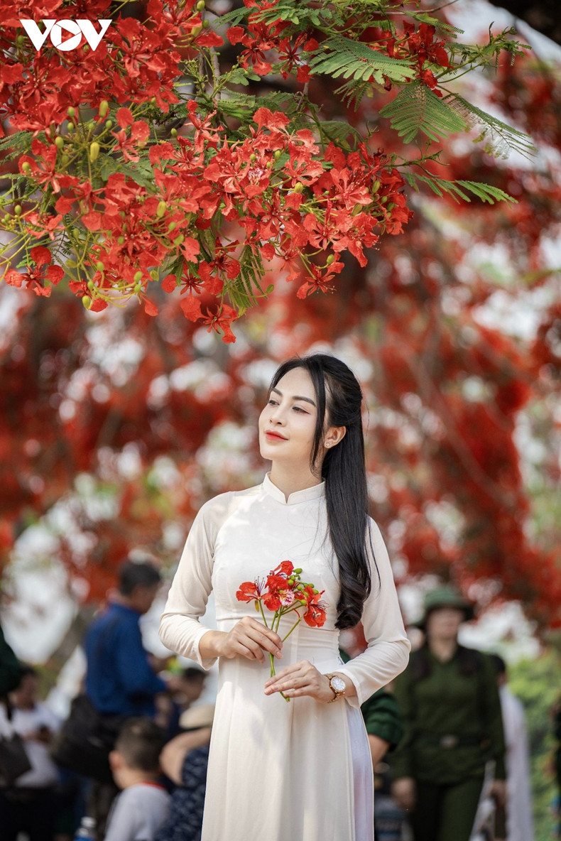 Le rouge des flamboyants crée une magnifique toile de fond pour prendre de belles photos. Photo: VOV. Le rouge des flamboyants crée une magnifique toile de fond pour prendre de belles photos. Photo: VOV.