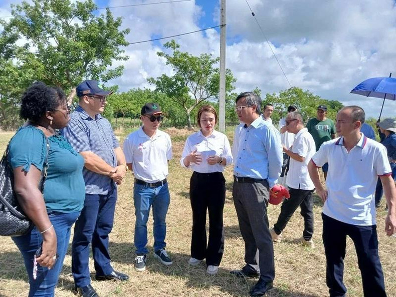 Selon l’ambassadeur vietnamien Le Quang Long, le succès initial du modèle expérimental de la société AgriVMA dans la production du riz dans le district de Güines, province de Mayabeque, ouvrira de belles perspectives pour le développement de la filière du riz de Cuba. Photo: Ambassade du Vietnam à Cuba. Selon l’ambassadeur vietnamien Le Quang Long, le succès initial du modèle expérimental de la société AgriVMA dans la production du riz dans le district de Güines, province de Mayabeque, ouvrira de belles perspectives pour le développement de la filière du riz de Cuba. Photo: Ambassade du Vietnam à Cuba.