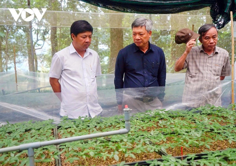 Le secrétaire du Comité du Parti de la province de Quang Nam, Luong Nguyen Minh Triet (chemise blanche), inspecte une zone de culture du ginseng Ngoc Linh. Photo : VOV Le secrétaire du Comité du Parti de la province de Quang Nam, Luong Nguyen Minh Triet (chemise blanche), inspecte une zone de culture du ginseng Ngoc Linh. Photo : VOV