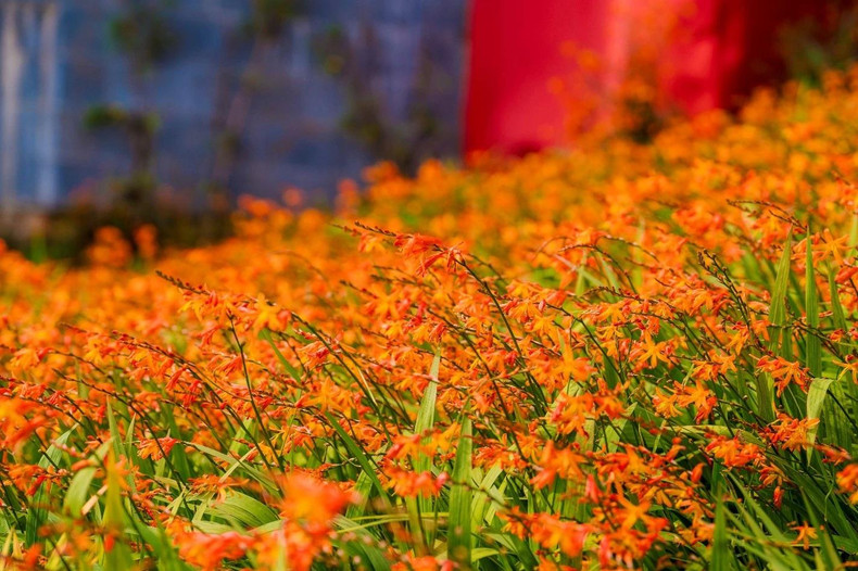 Dans la fraîcheur de l'automne, une mer de crocosmias tisse un tapis brillant sur le toit de l'Indochine. La population locale considère cette fleur comme un porte-bonheur qui symbolise la plénitude de la vie.